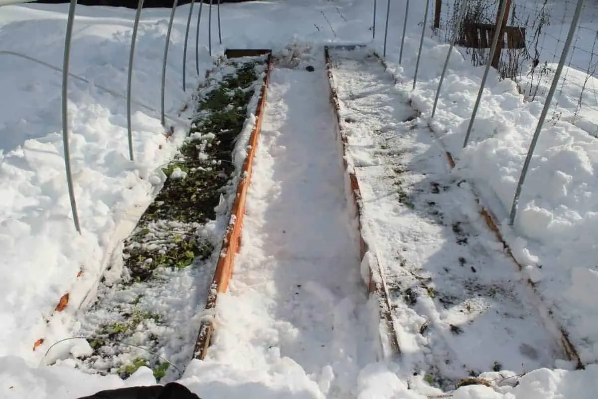 Polytunnel during the winter with no cover