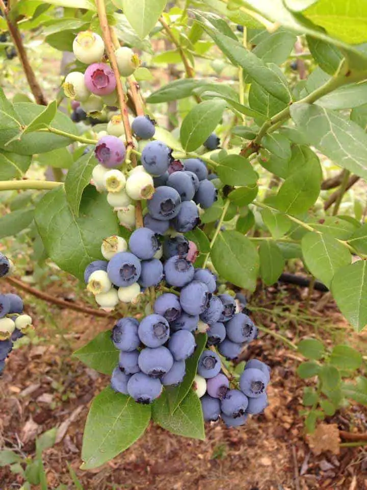 Grow blueberries in a perennial garden 