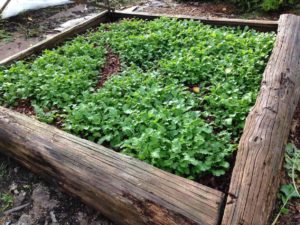 Cover crop of mustards as a green manure