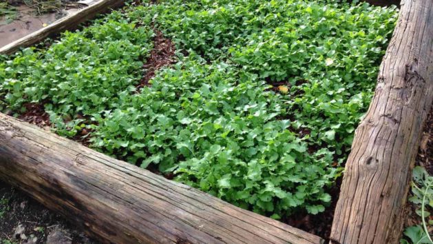 Cover crop of mustards as a green manure