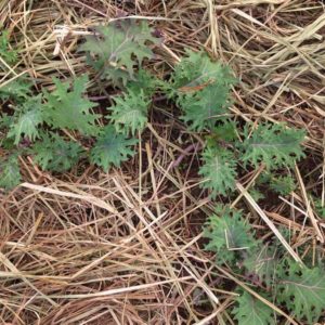 Pros & cons to straw garden mulch