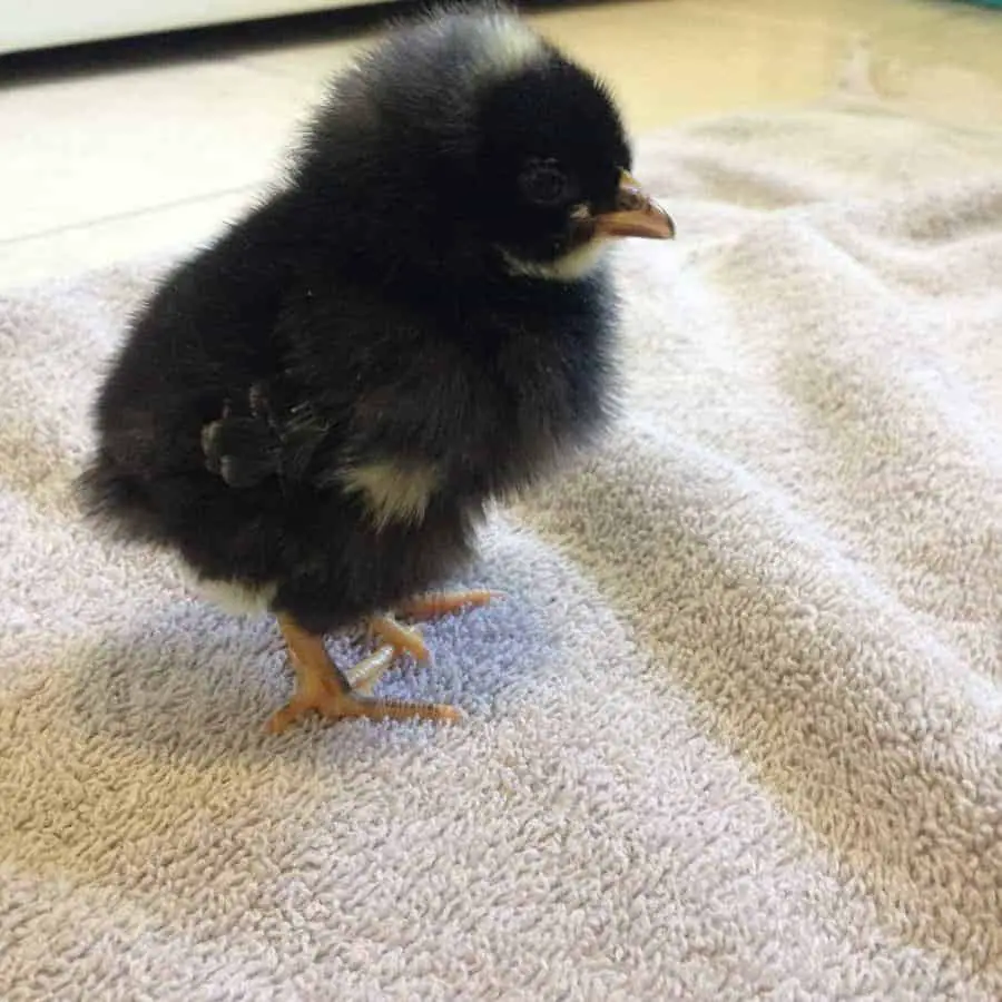Sperret Rock Chick - Stor dobbelt formål kylling rase