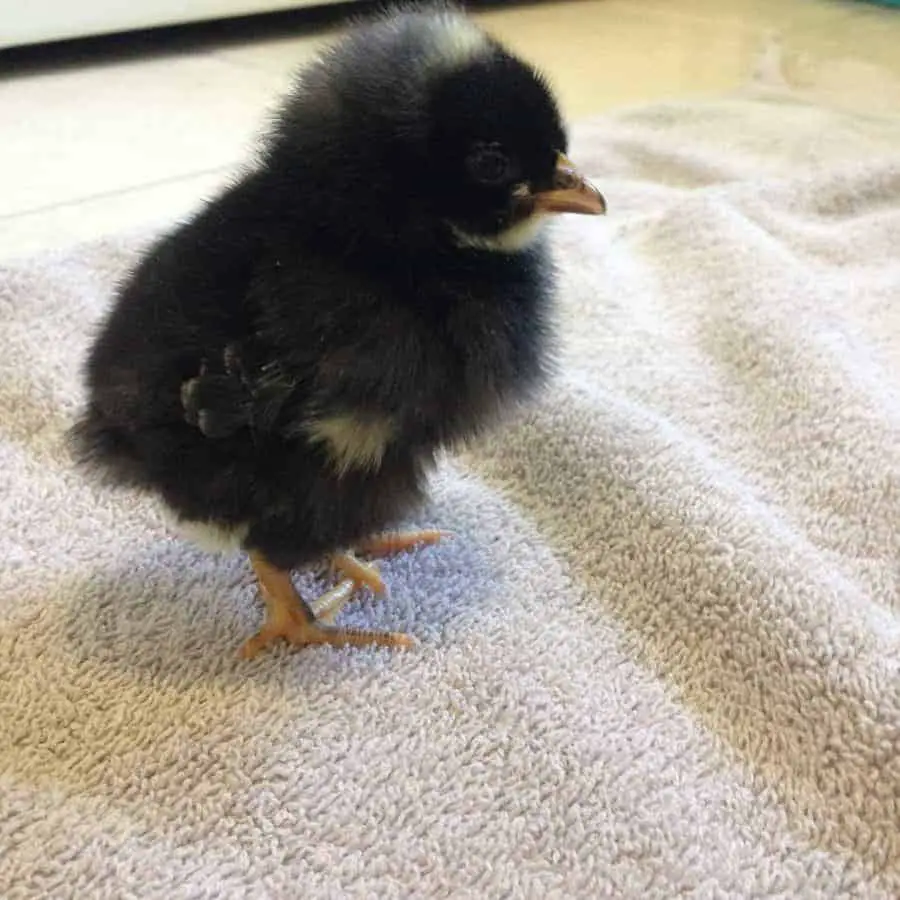 Barred Rock Chick- Great dual purpose chicken breed