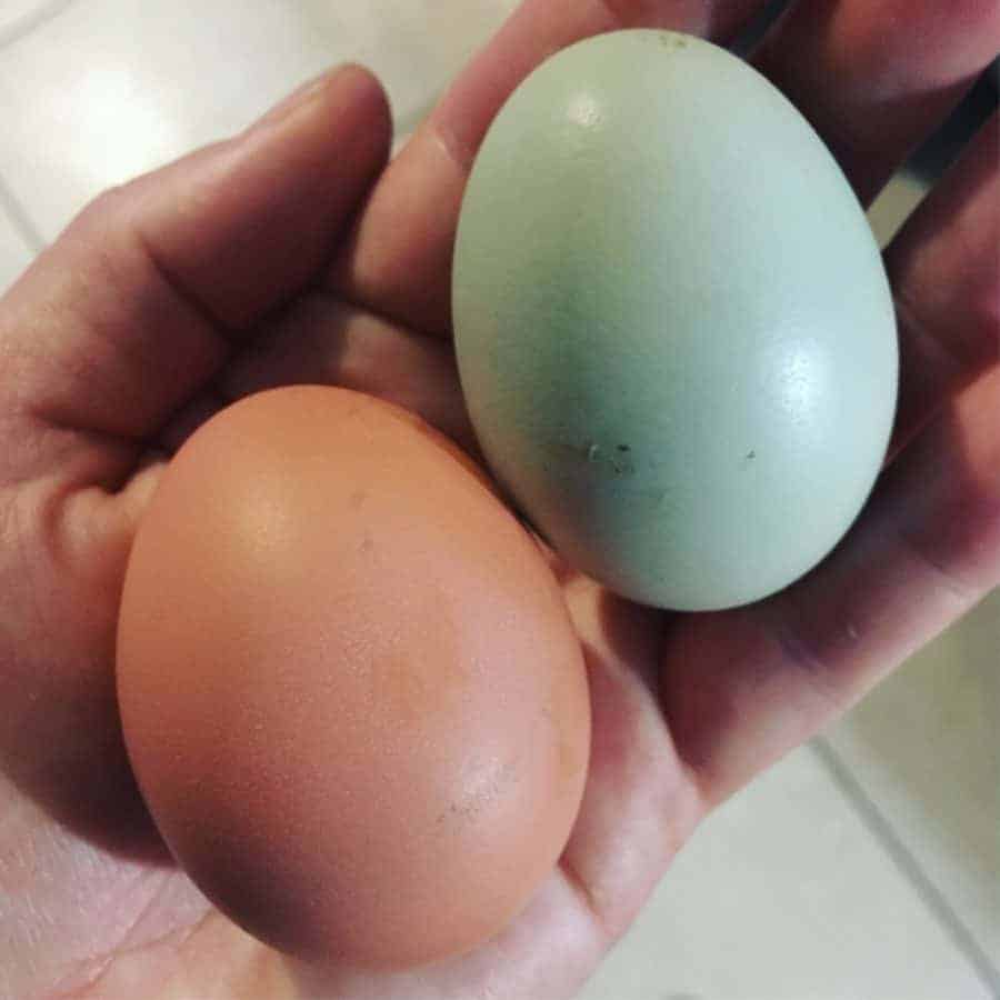 Chicken breeds that lay blue eggs