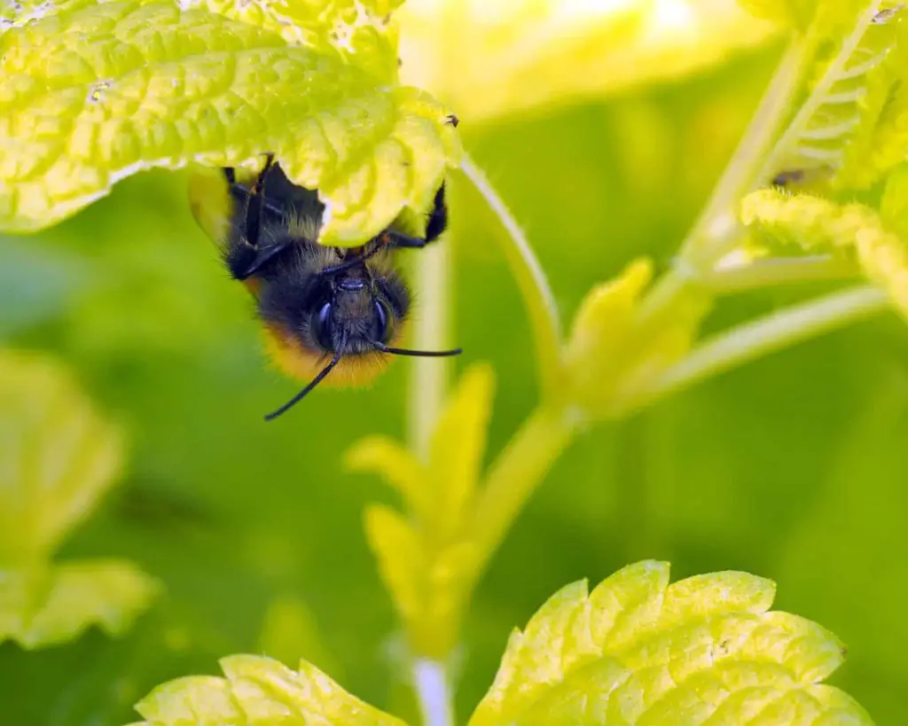 Bee on Lemon balm