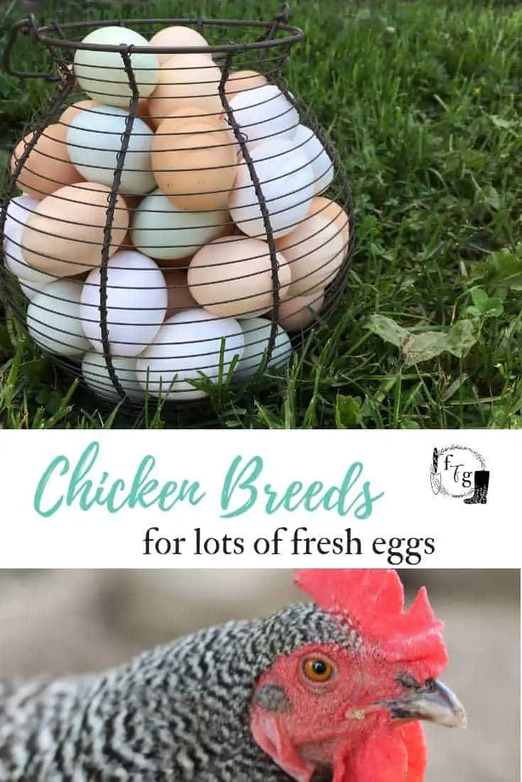 Review of different chicken breeds for eggs