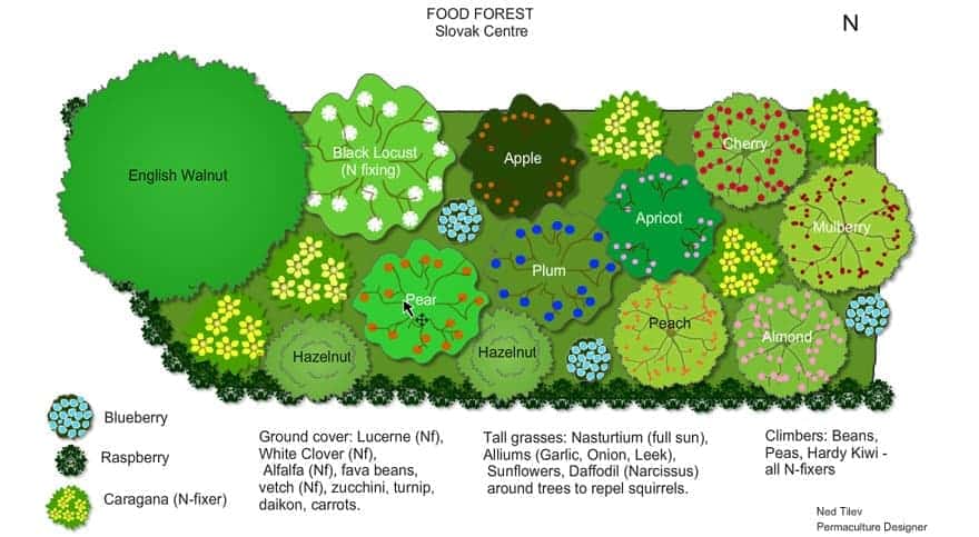 Food Forest Permaculture Design