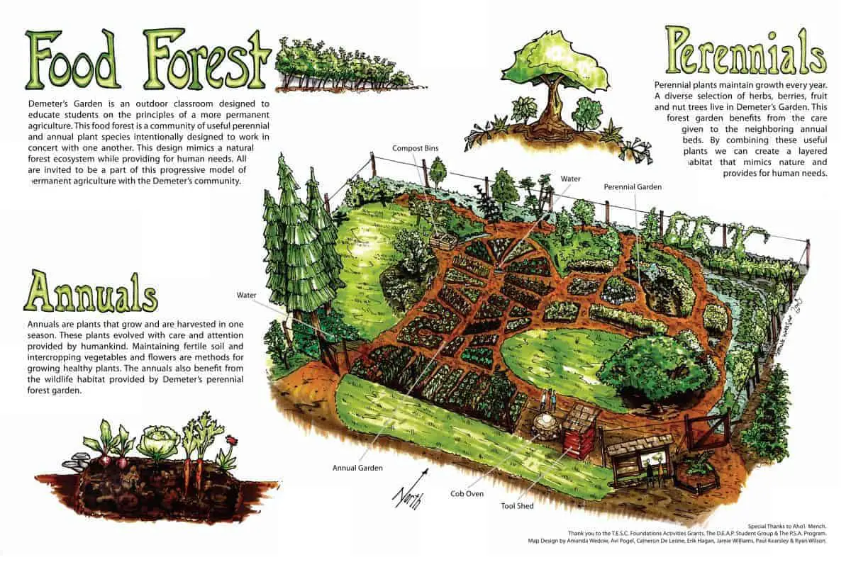 Add food forests into your permaculture garden