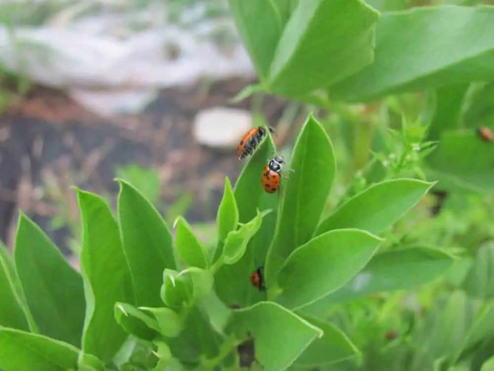 Ladybugs are highly beneficial at natural pest control in the garden