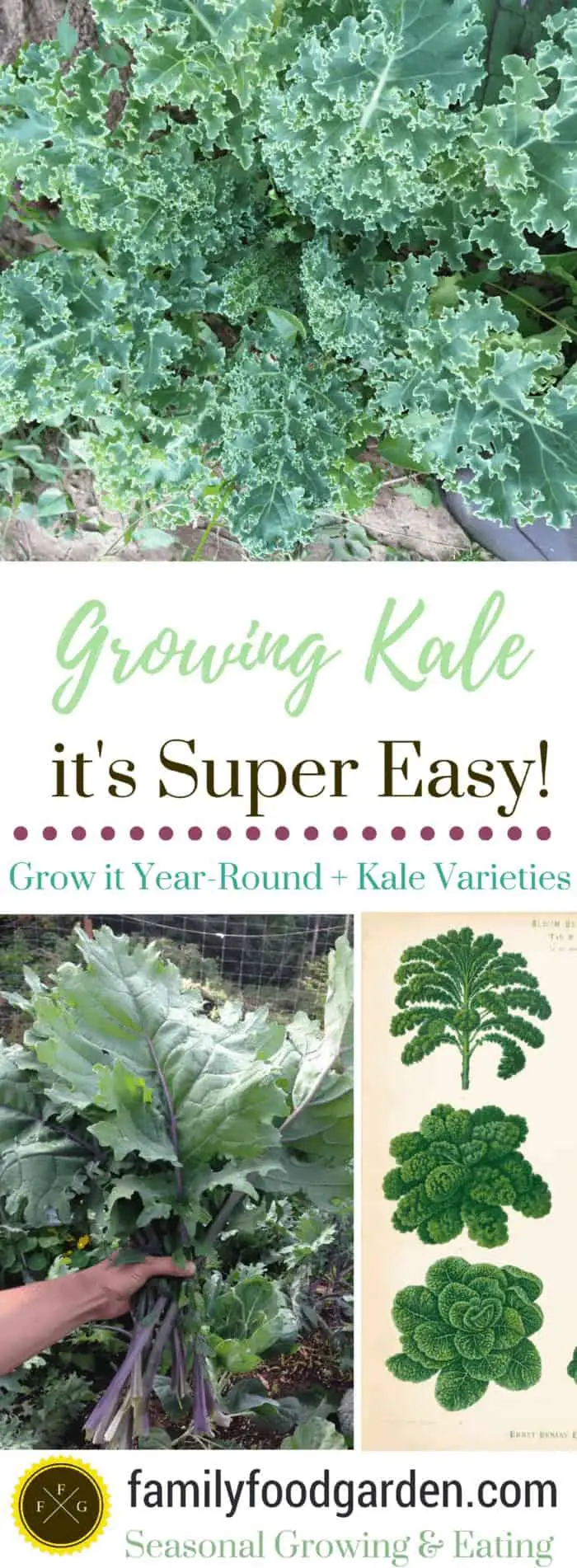 Growing Kale + Kale Varieties