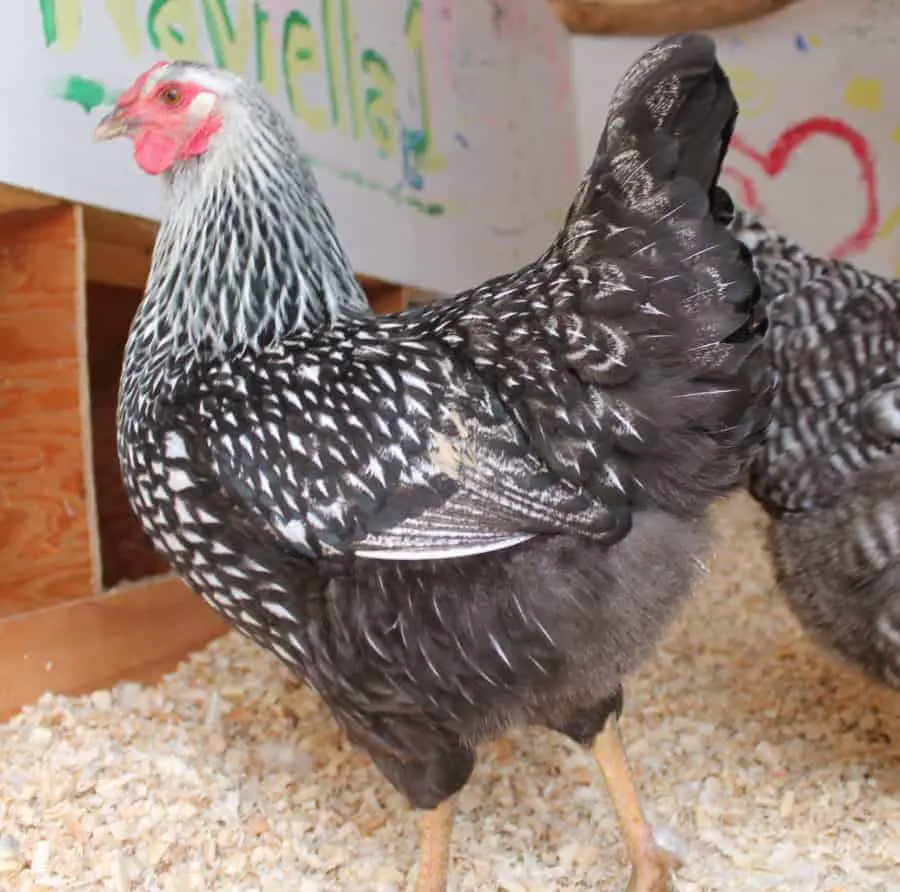 Silver Laced Wyandotte