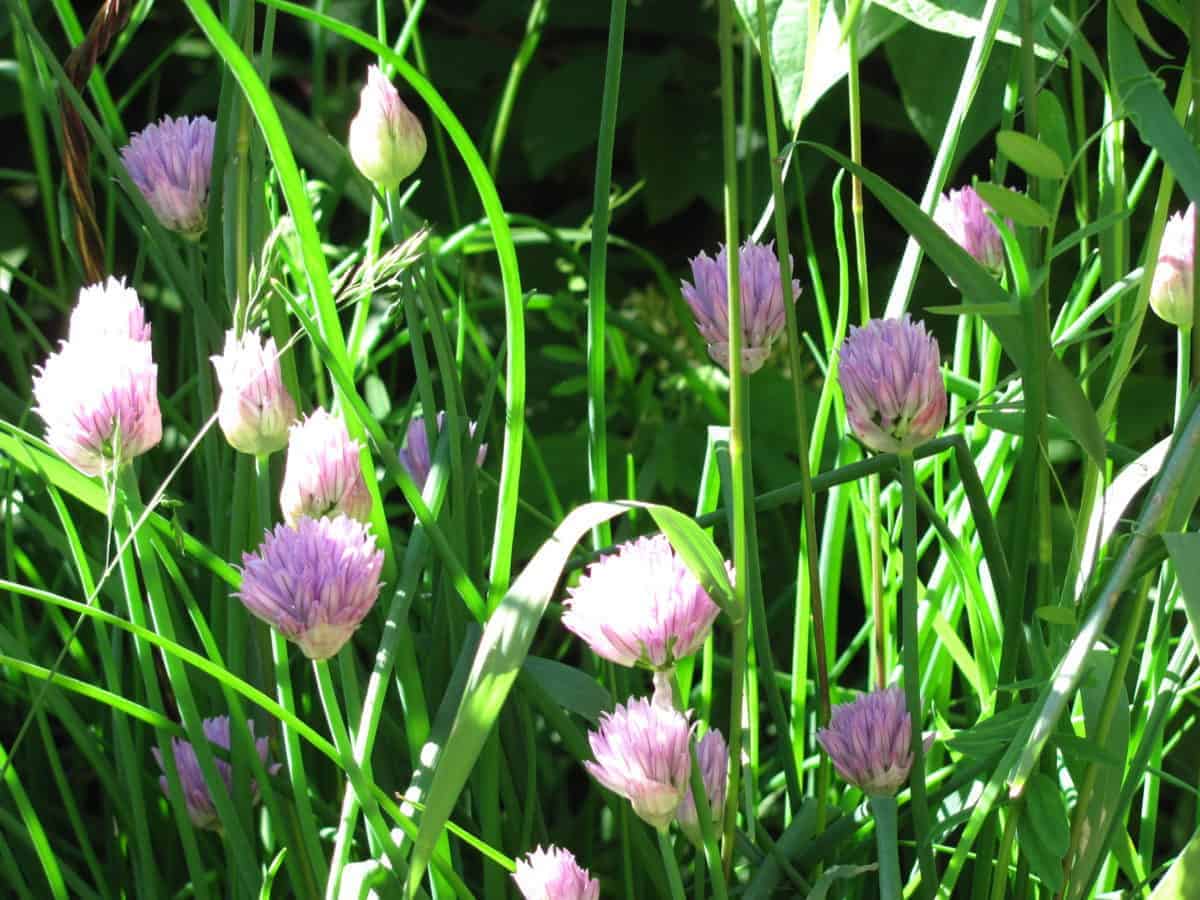 Edible flowers- chives