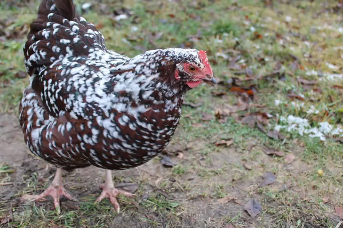 Speckled Sussex Chicken Breed