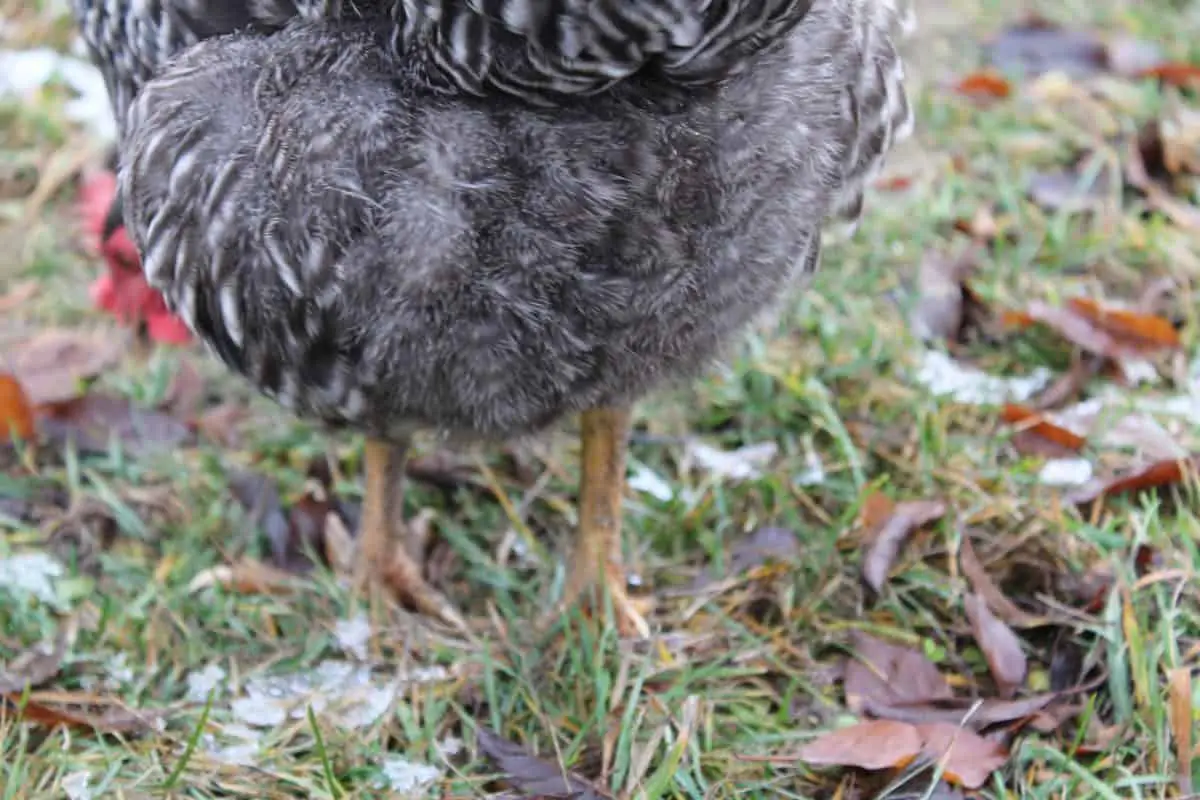 Barred rock chickens