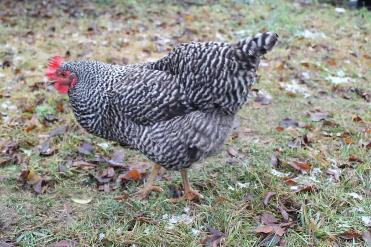 Barred Rock Chickens