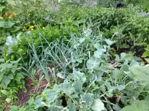 Plant families & garden crop rotation