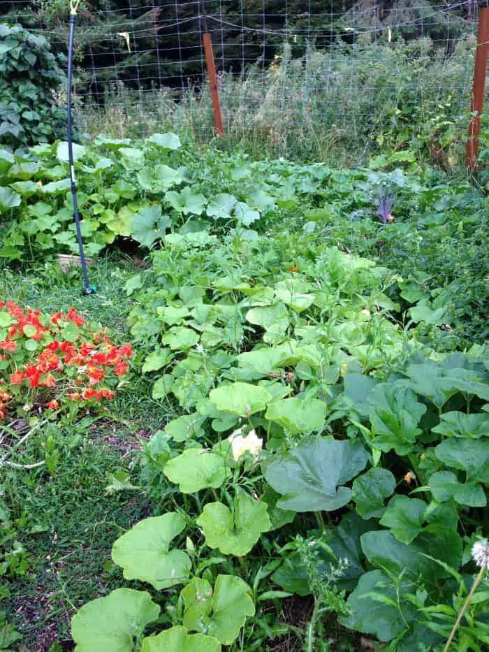 Permaculture garden