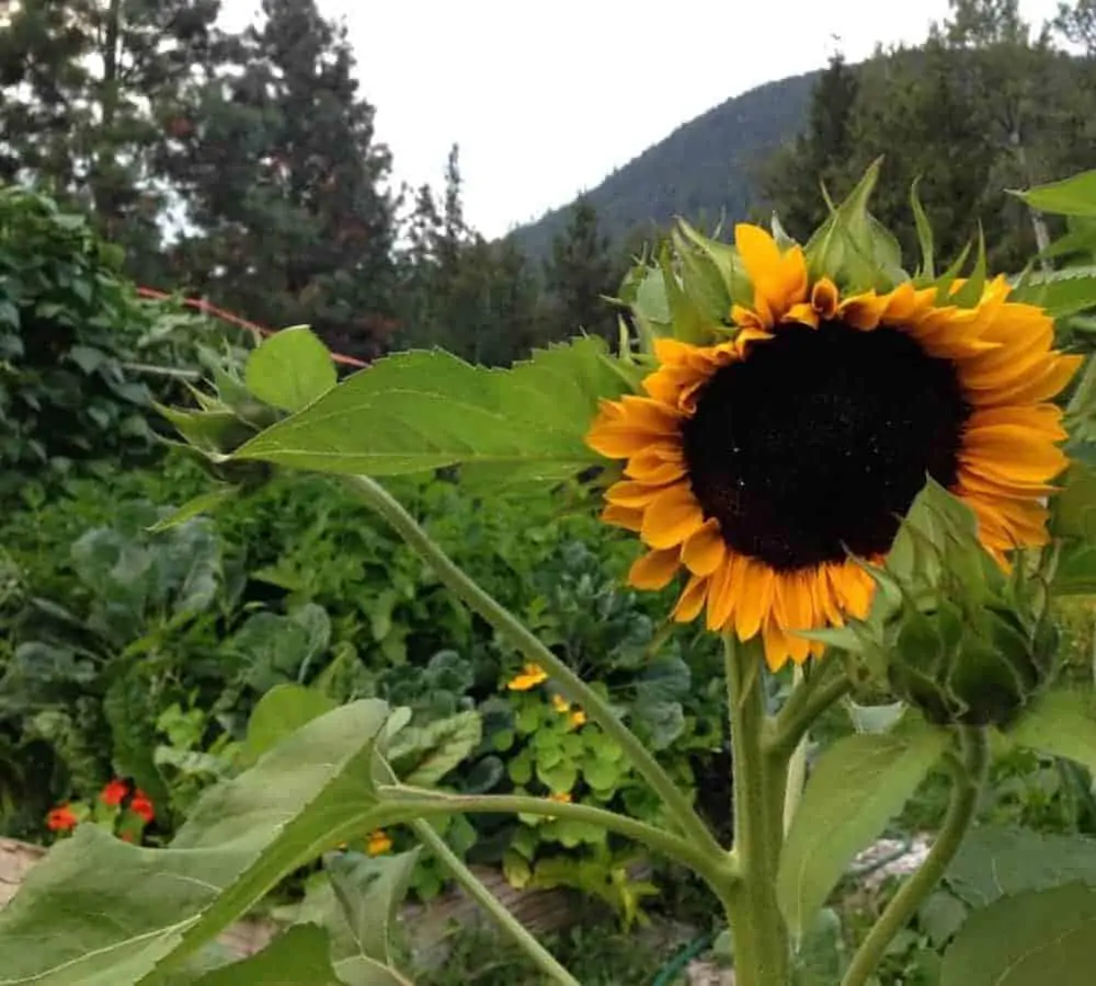 Grow a permaculture garden