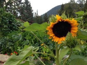 Grow a permaculture garden