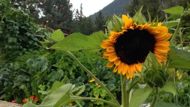 Grow a permaculture garden