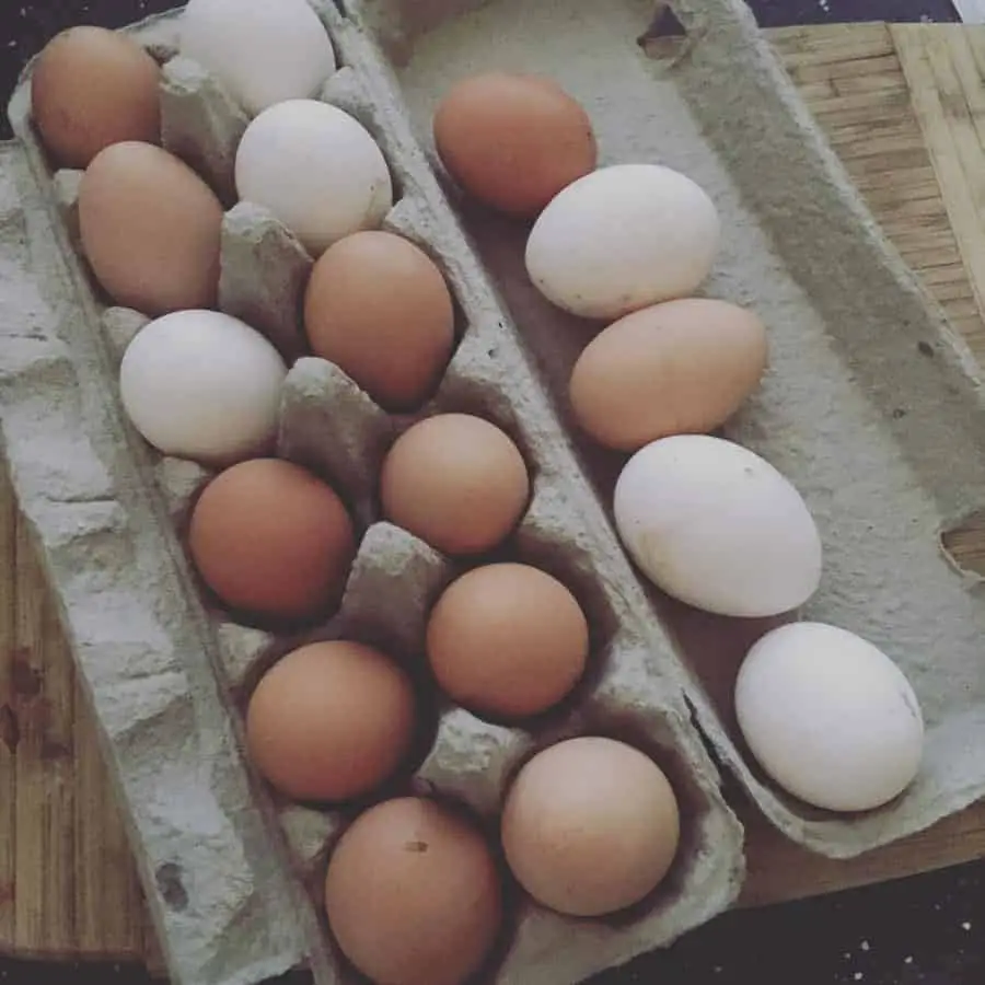 Meilleures races de poulet pour les œufs frais de ferme