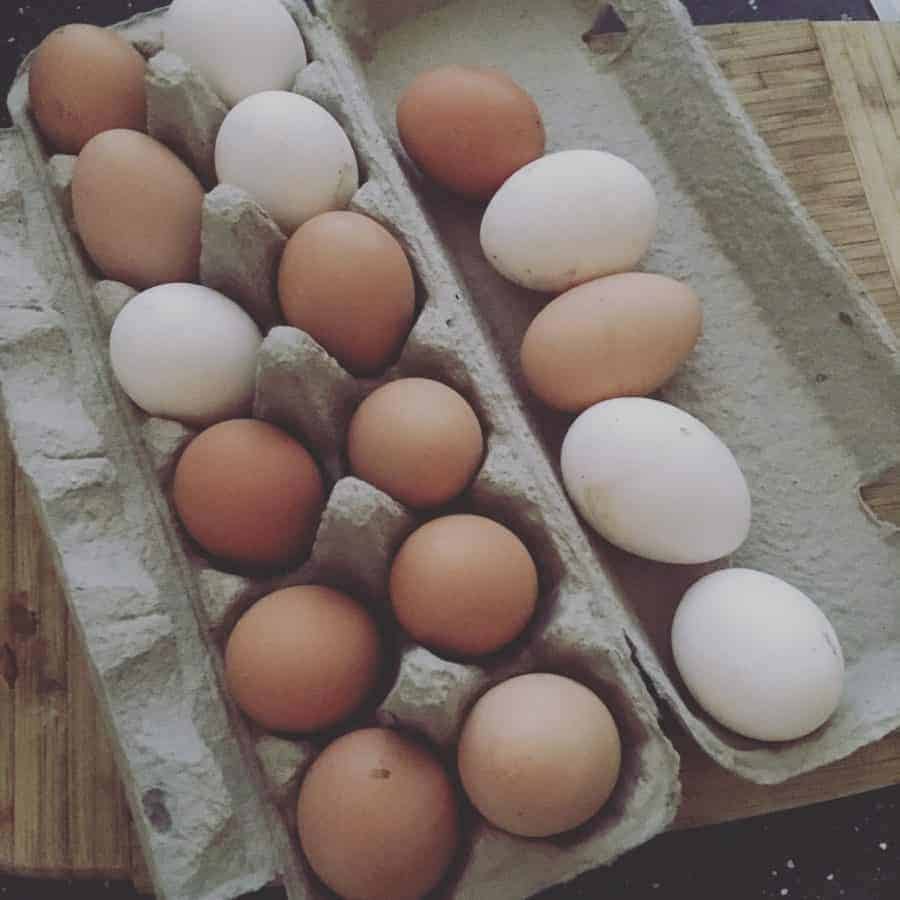 Best chicken breeds for farm fresh eggs