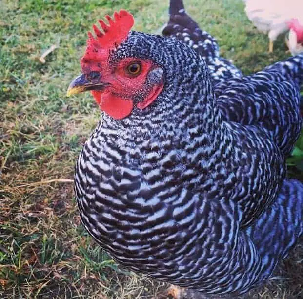 tiltott Rock/Plymouth Rock egy kiváló kettős célú háztáji csirke fajta