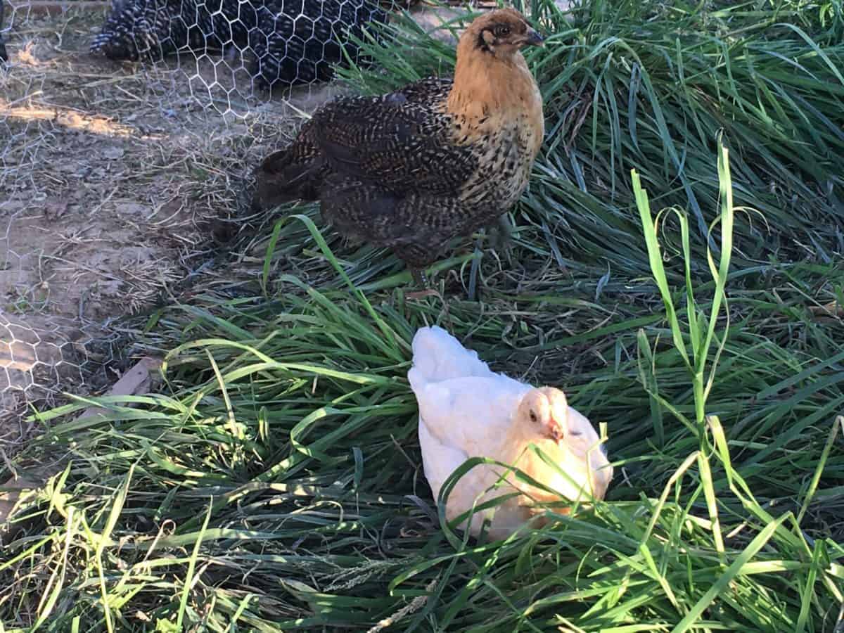 Best Chicken Breeds for Eggs | Family Food Garden Chicken Laying On Side With Wing Out