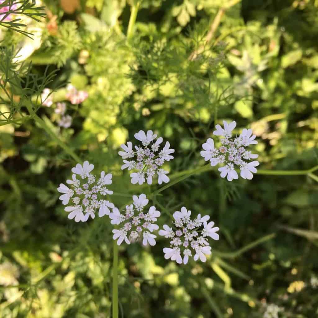 Cilantro going to seed