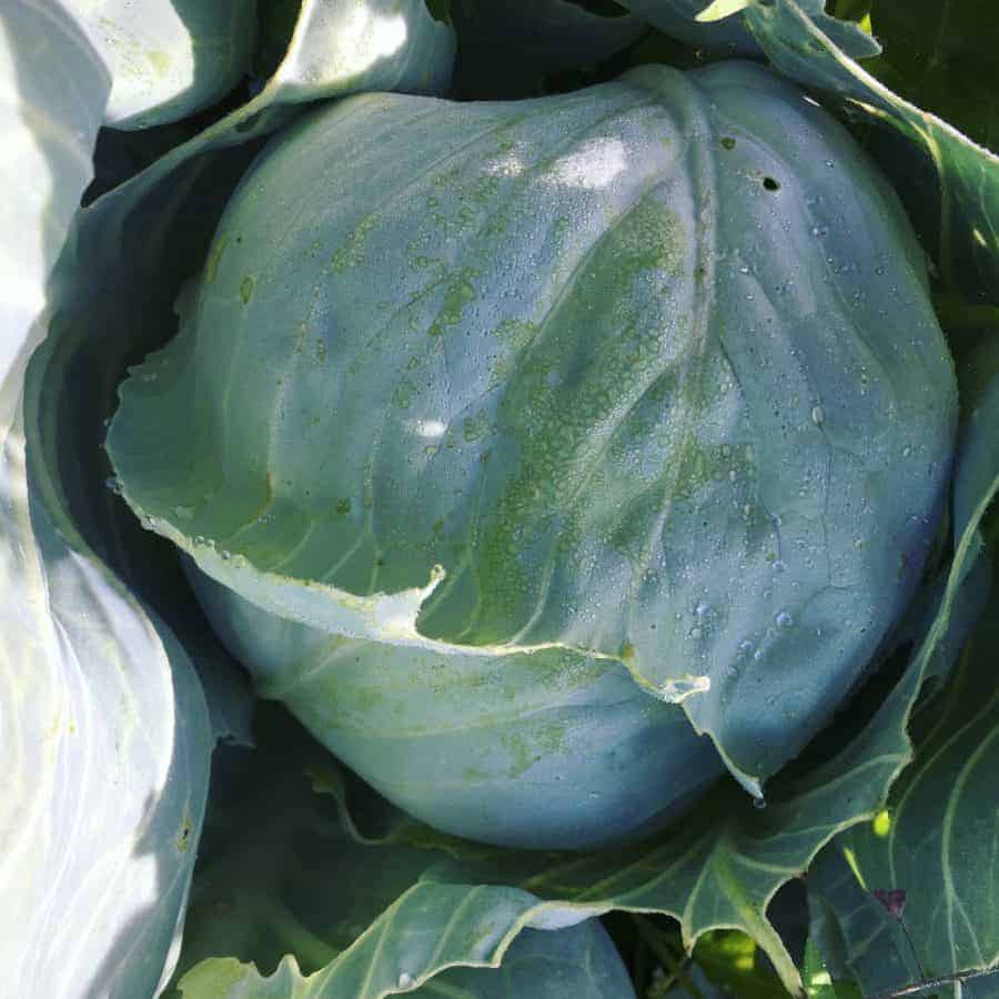 Crop rotation is important for the brassica family