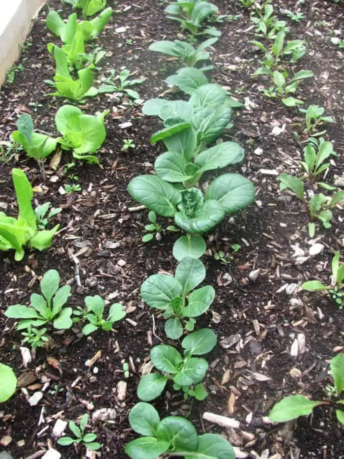 Wood Chips in between vegetable garden rows