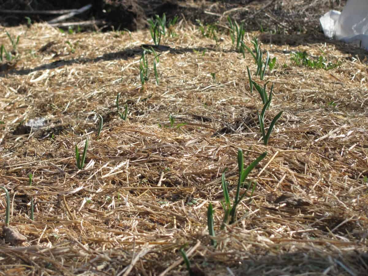 Straw versus Hay Mulch