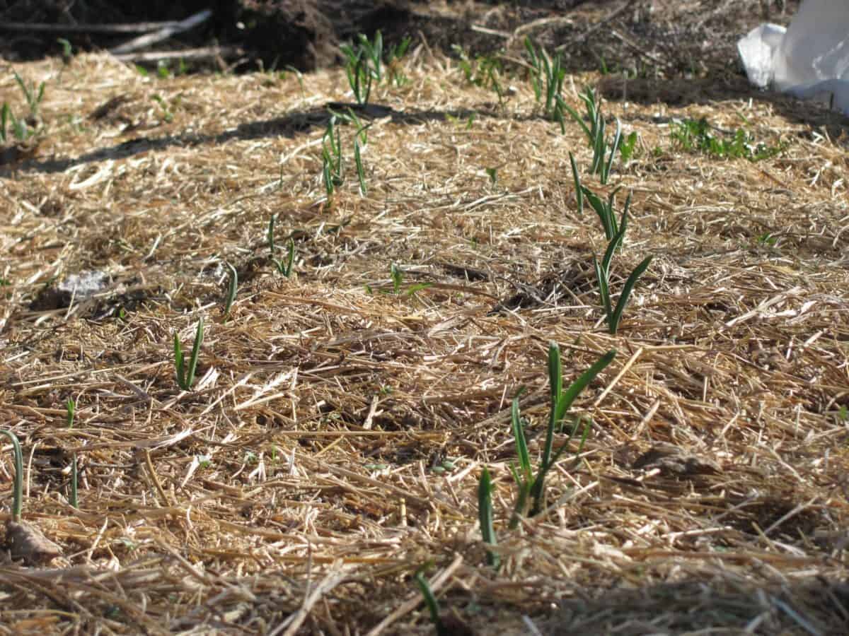 Straw versus Hay Mulch