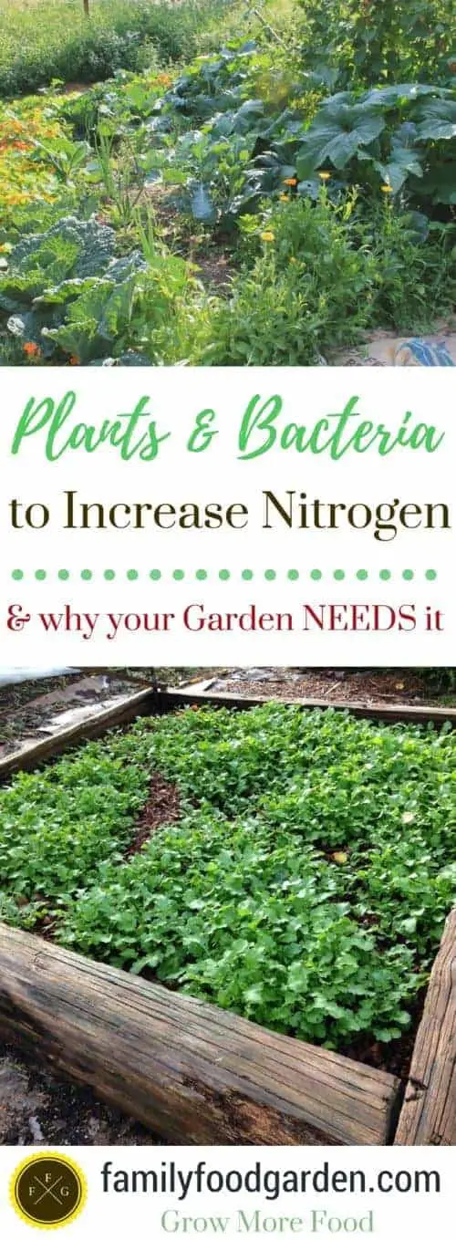 Azos Nitrogen Fixing Bacteria + Plants to Restore Nitrogen