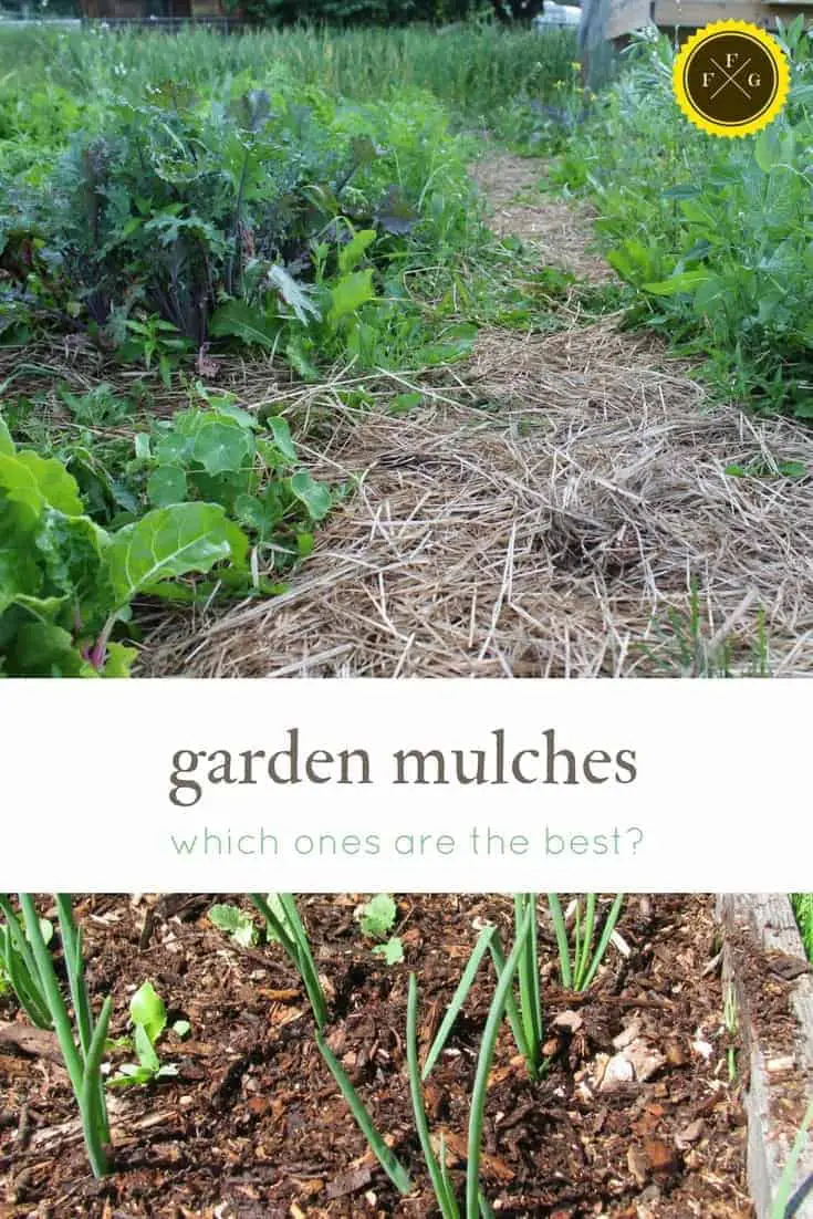 Best Garden Mulches Comparing Straw Vs Hay Vs Wood Chips Family