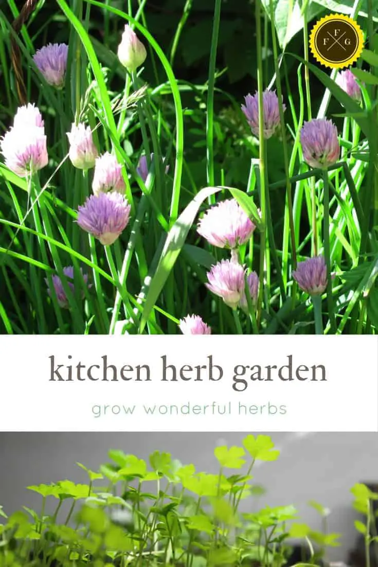 Plant a wonderful kitchen herb garden 