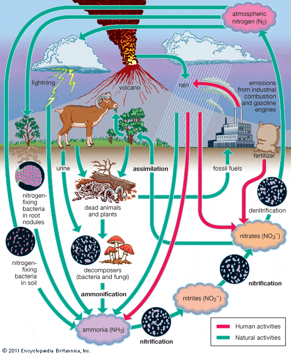 Biological Nitrogen Fixation