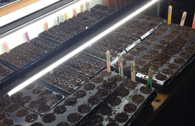 Indoor growing set up for growing lettuce or seedlings indoors