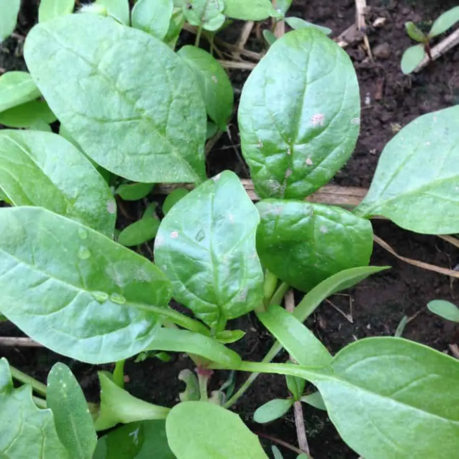 Growing spinach