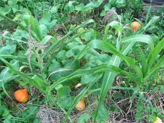 Growing Squash In The Garden