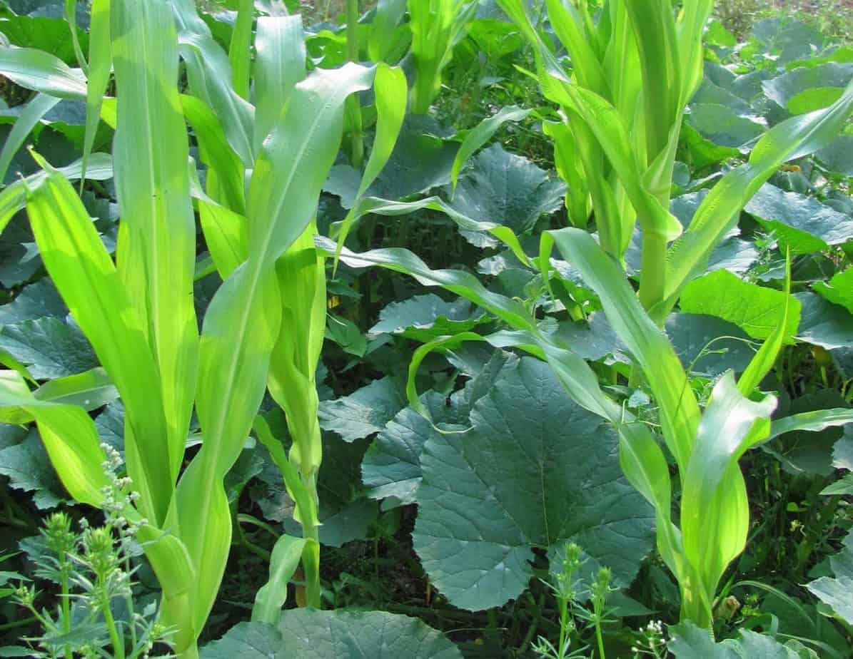 3 sister guild- growing corn, beans and squash together