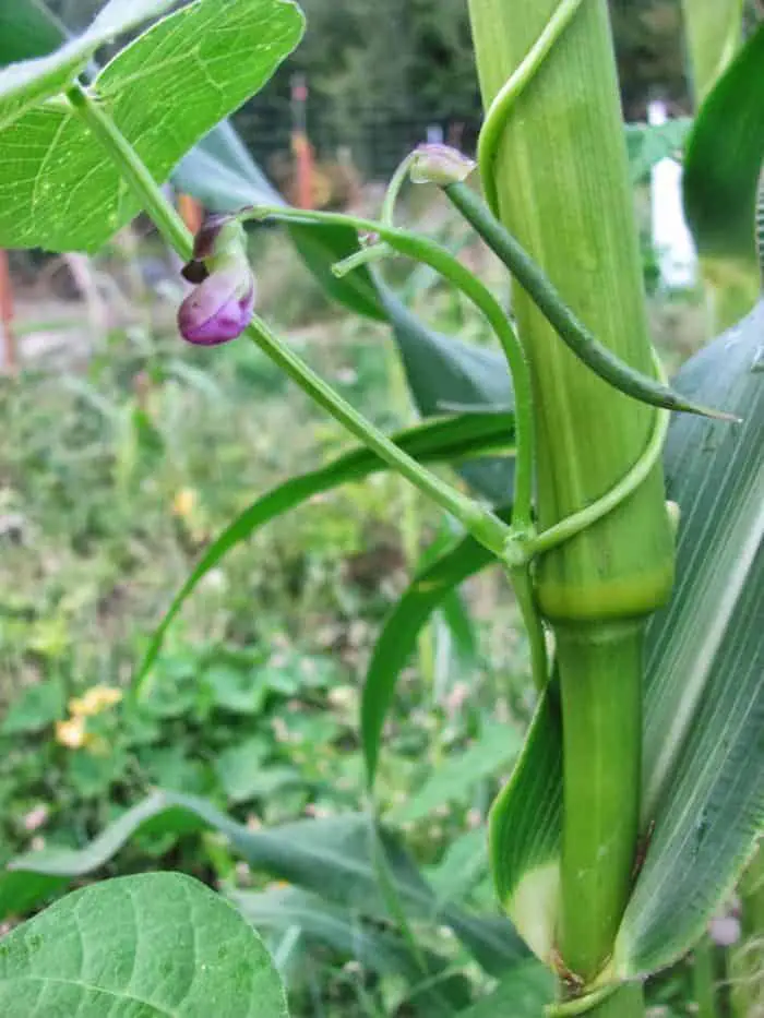 3 sister guild: growing pole beans up corn stalks