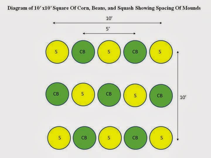 3 sister guild planting diagram