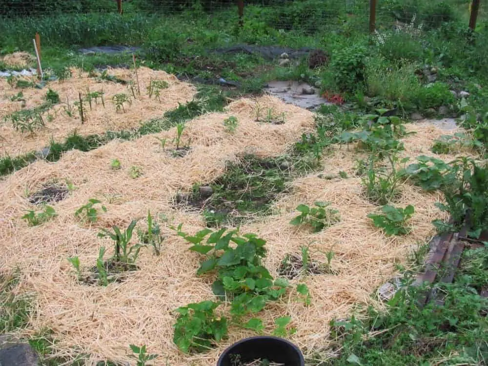 Gardening: Growing Corn in Blocks of 4