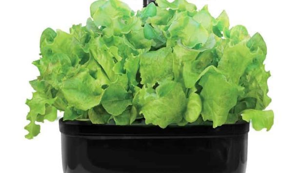Aero garden to grow lettuce
