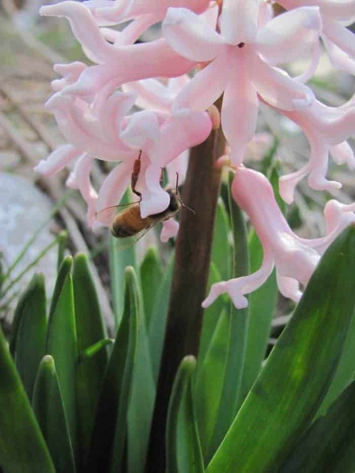 hyacinth blooming with a honeybee