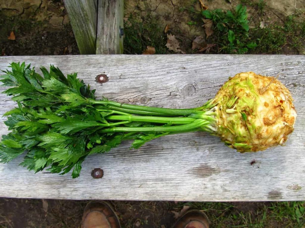 Celeriac Celery Root Recipes 2022 Family Food Garden celeriac-celery-root-recipes-2022-family-food-garden