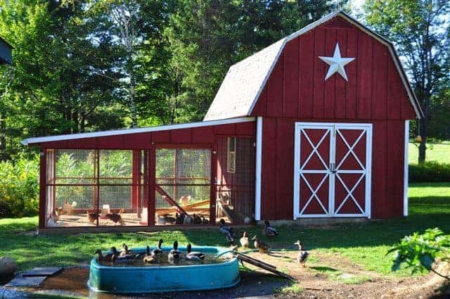 Chicken coop & duck pond