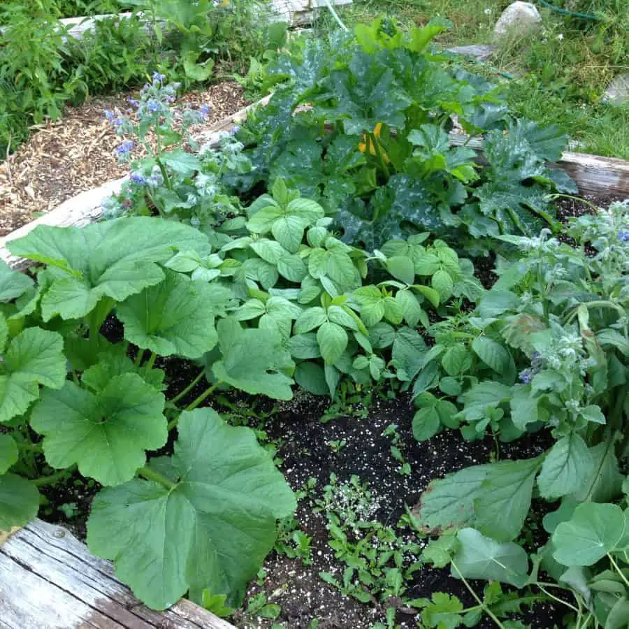 Companion planting vegetable gardening