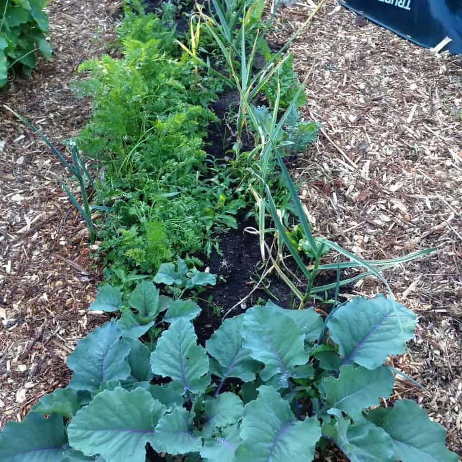 Companion planting vegetable gardening